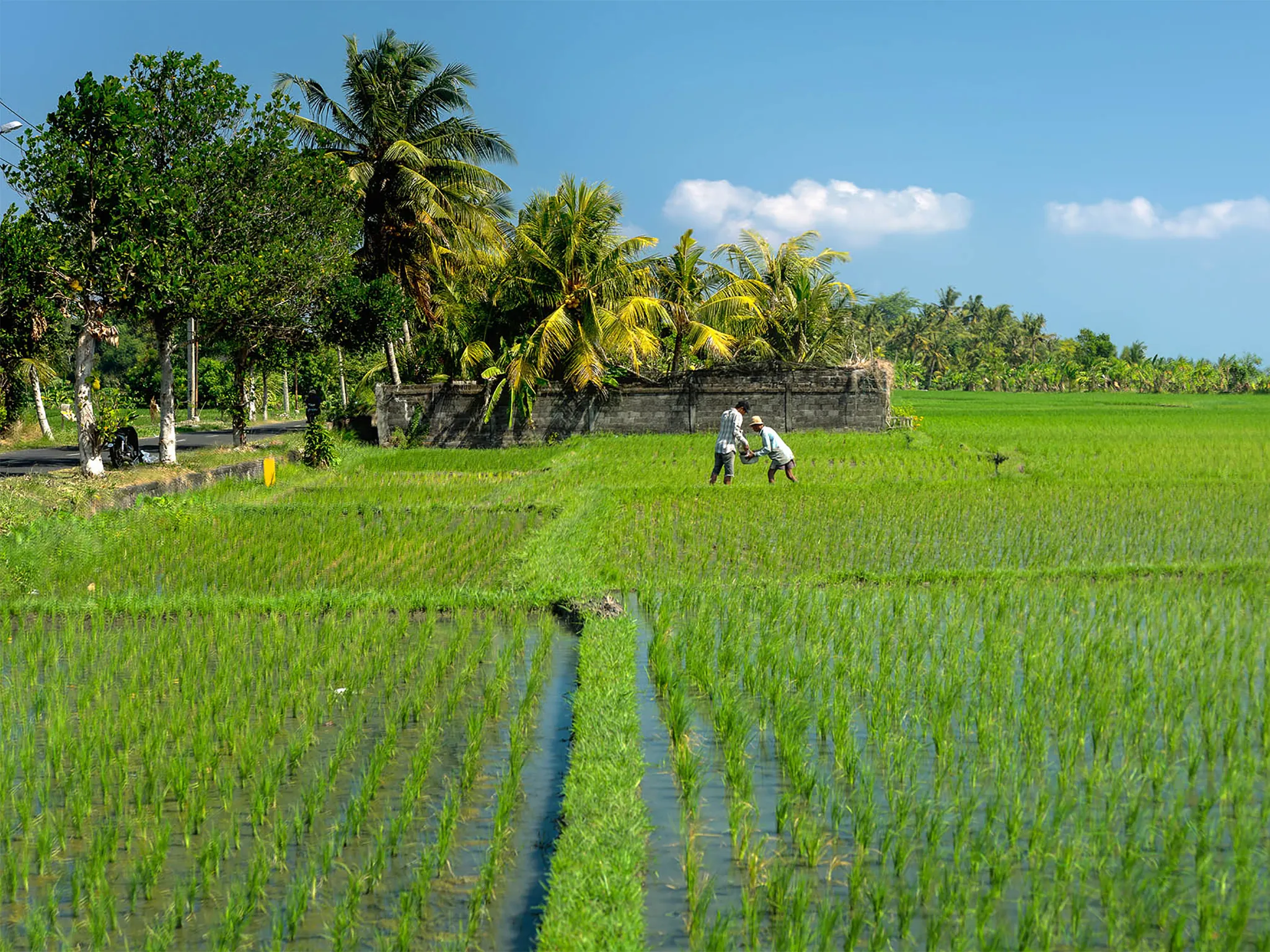 Seseh Beach Villas - Experience the 'real' Bali