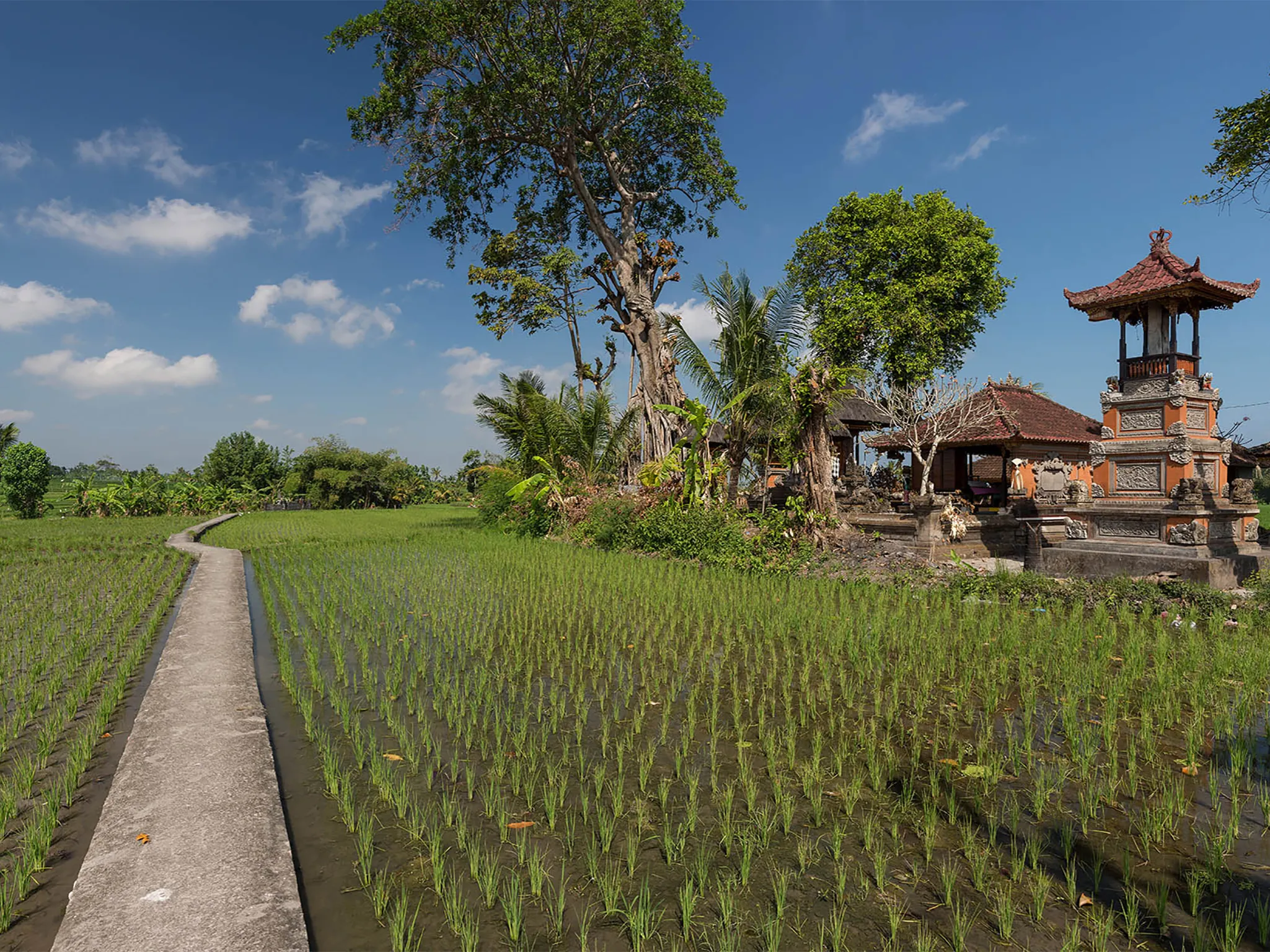 Seseh Beach Villas - A path through the ricefields