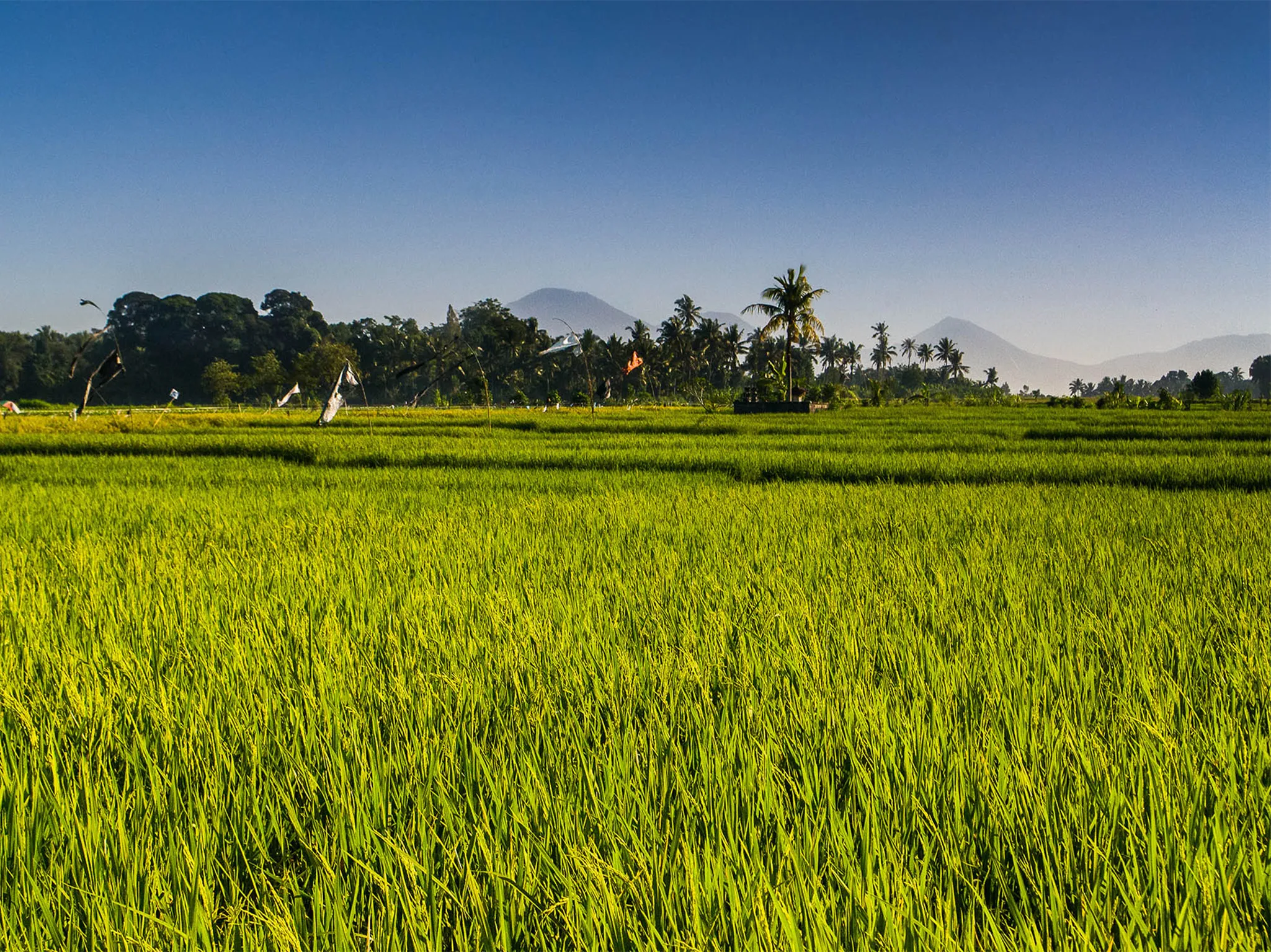 Seseh Beach Villas - Get back to nature