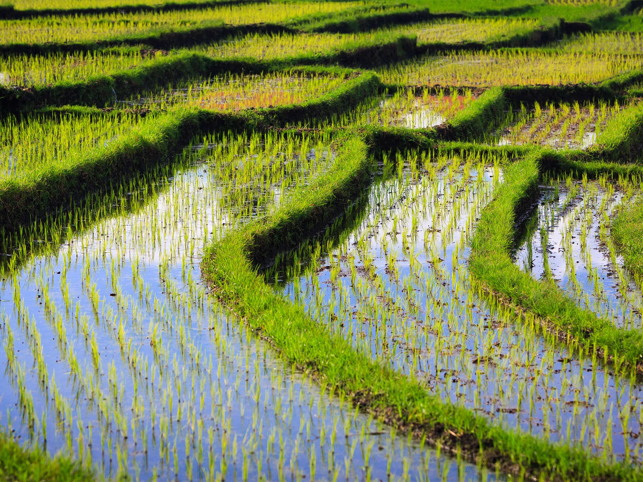 Villa Maridadi - Picturesque rice terraces