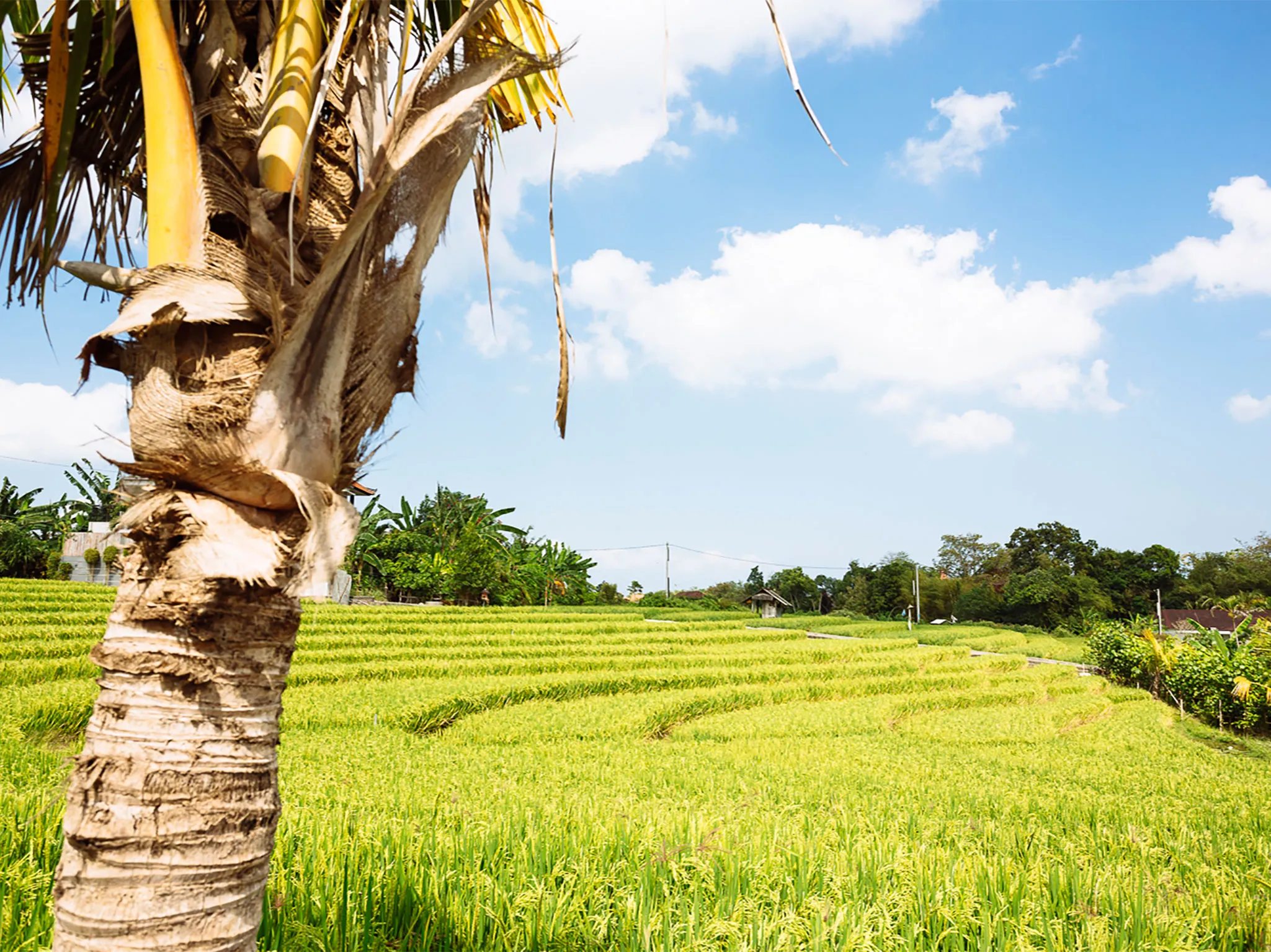 Villa Simona Oasis - Rice field views