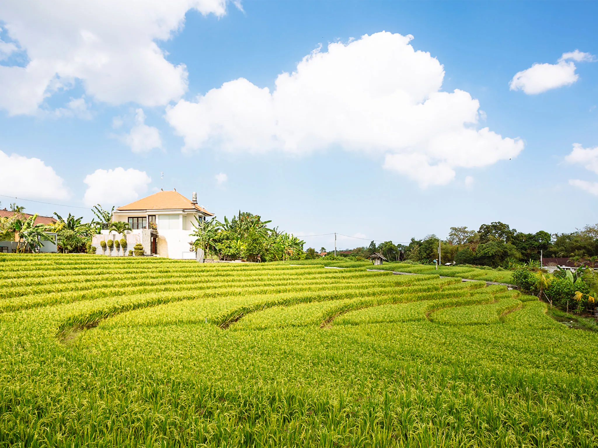 Villa Simona Oasis - Surrounded by paddy fields