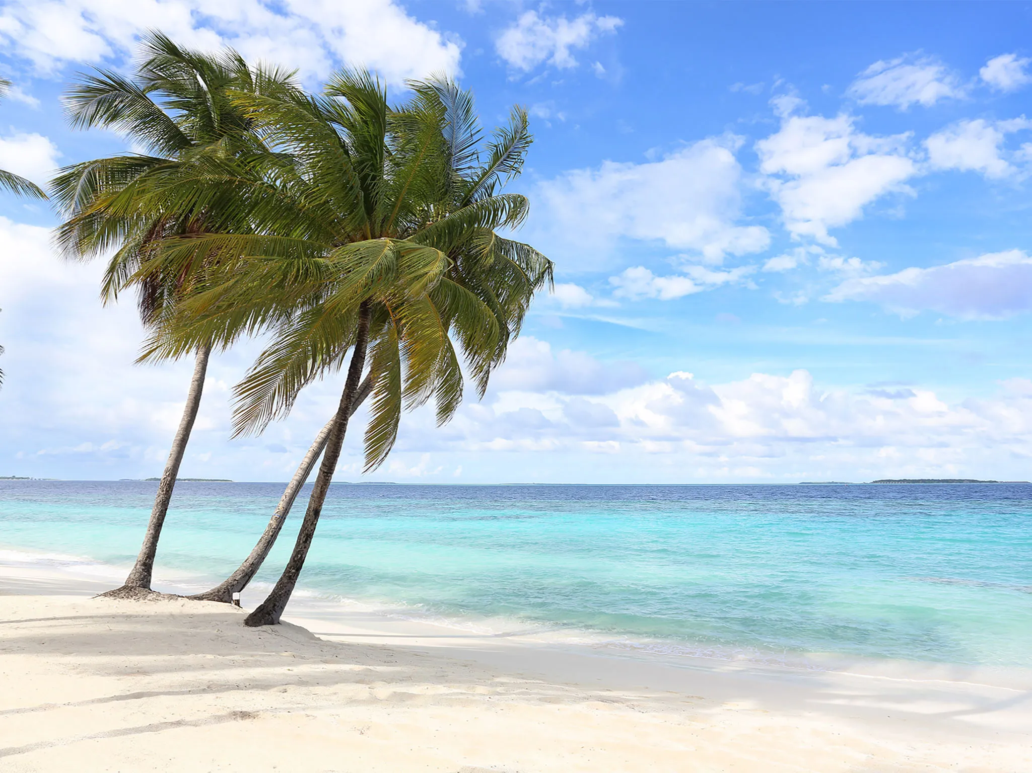 The Great Beach Villa Residences - Stately palms