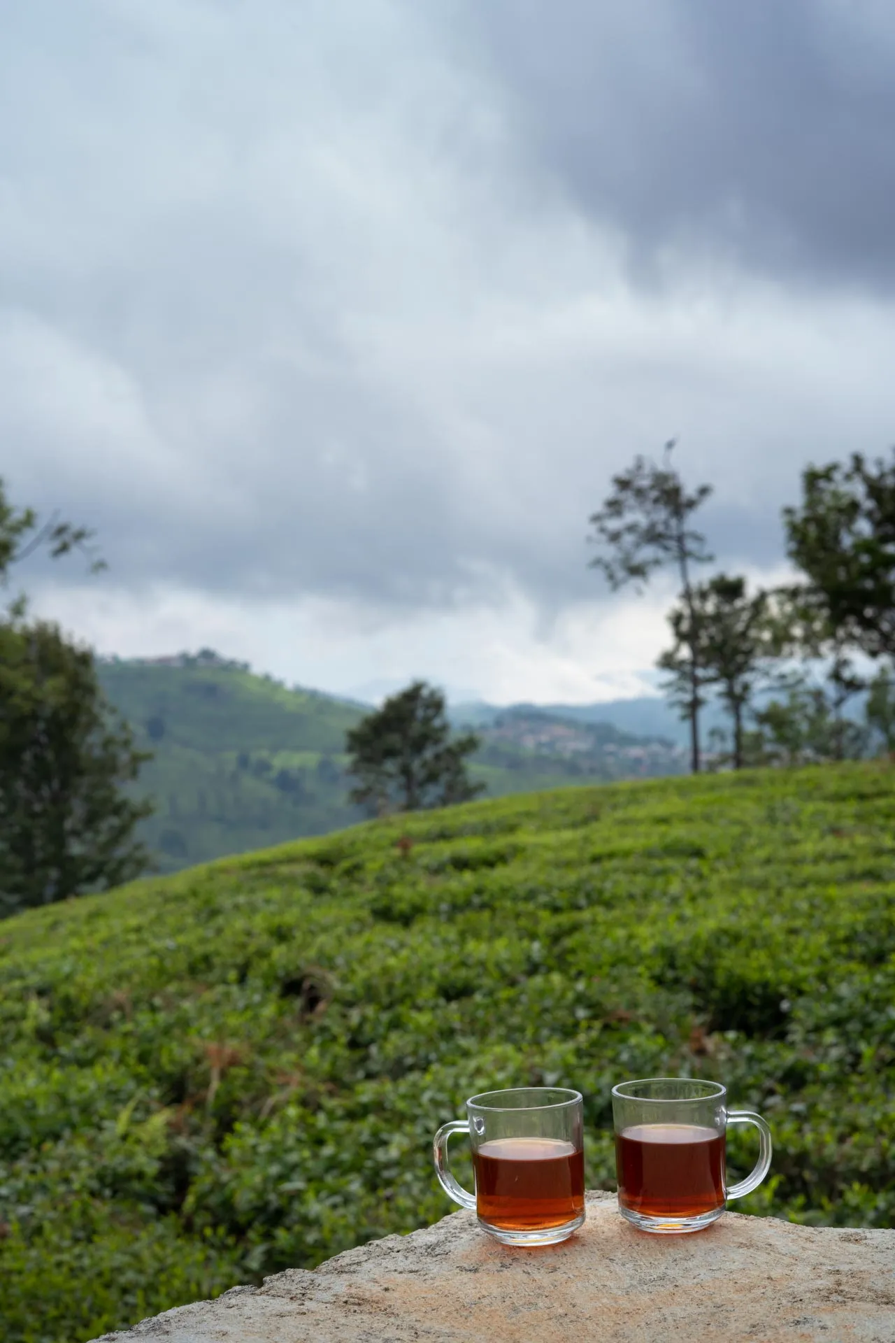 Casa Crystal - Surrounded by Tea garden