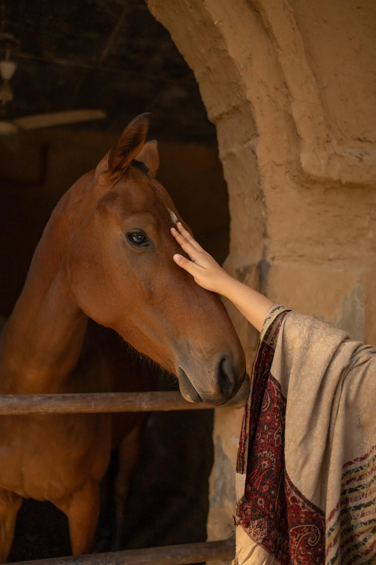 Srinivas - The Royal Residence - Horse grooming