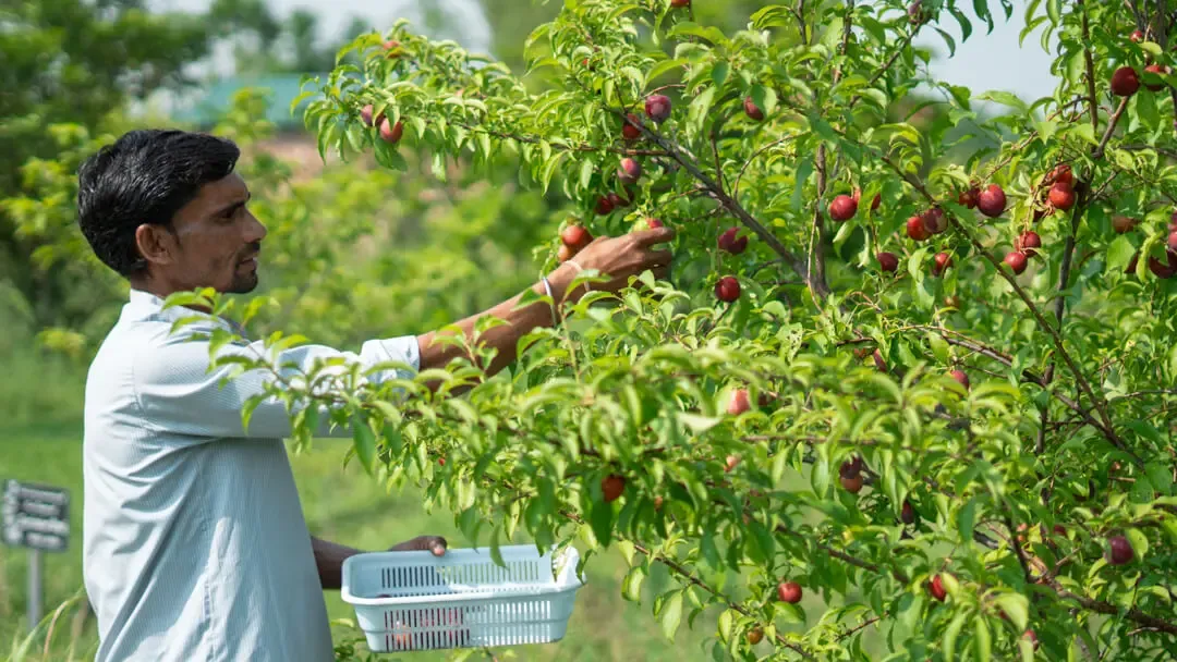 Fruit Picking | The Homestead | Jim Corbett