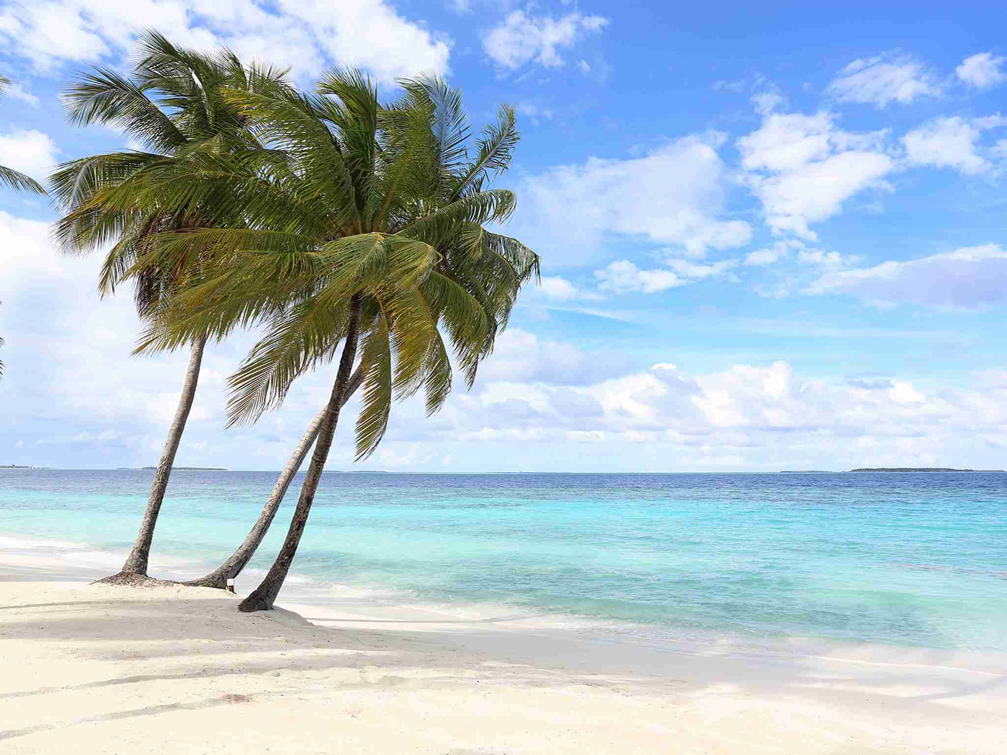 The Great Beach Villa Residences - Stately palms