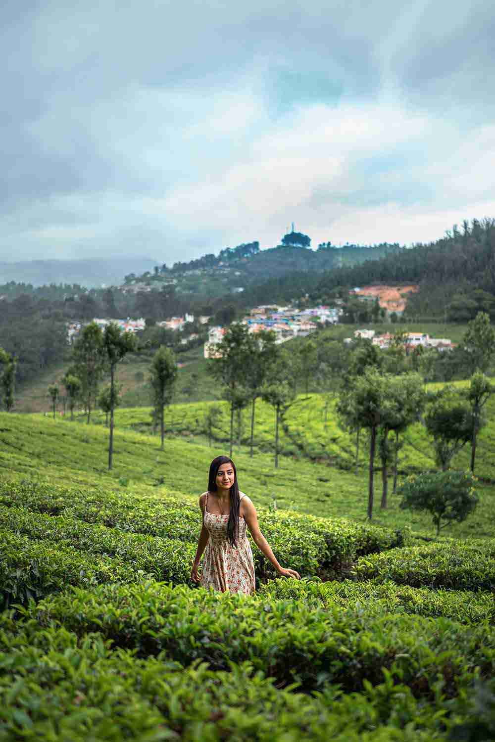 Landsdowne - Tea Plantations