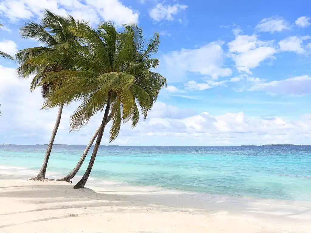 The Great Beach Villa Residences - Stately palms