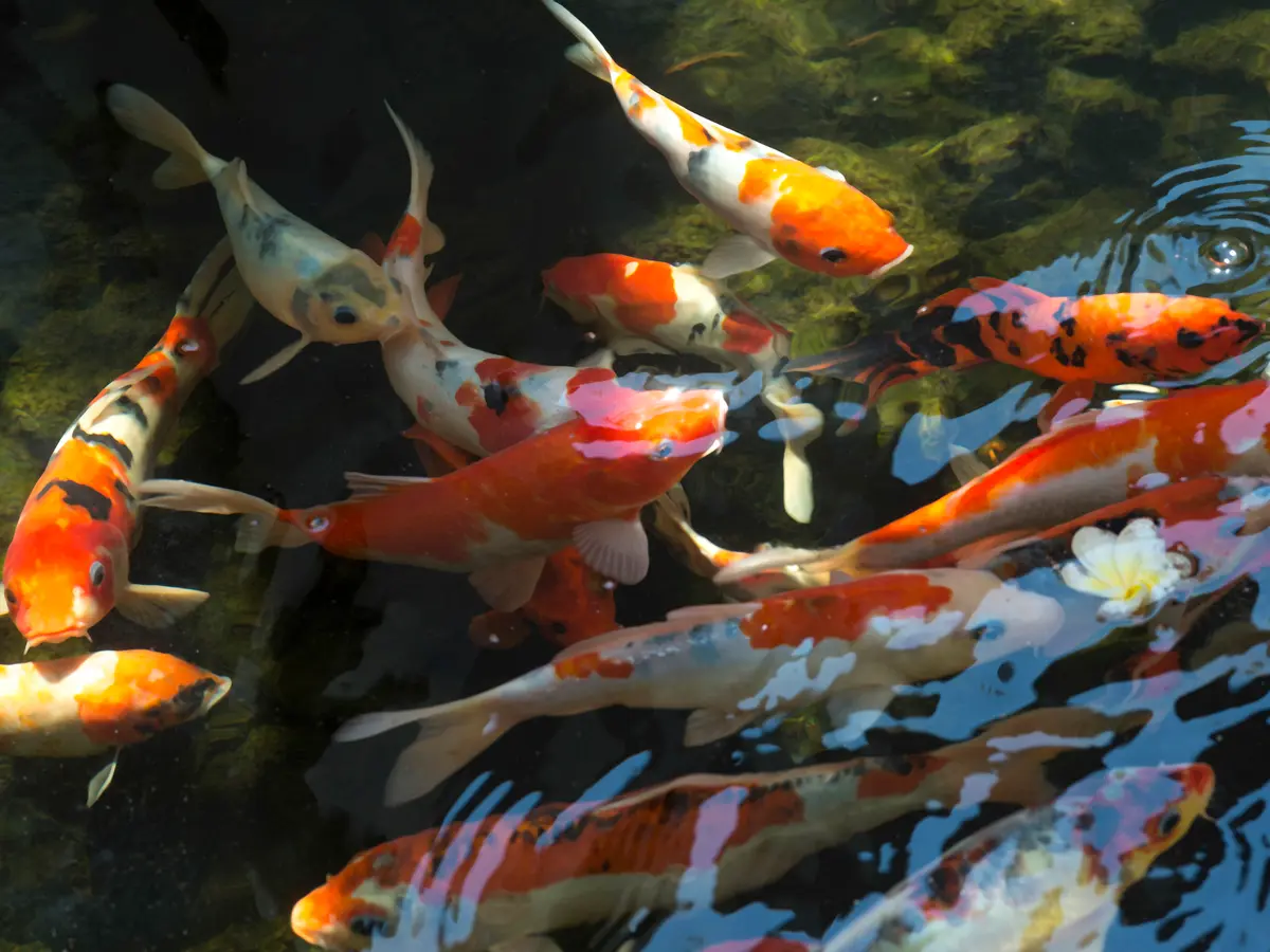 Des Indes II - Koi fish
