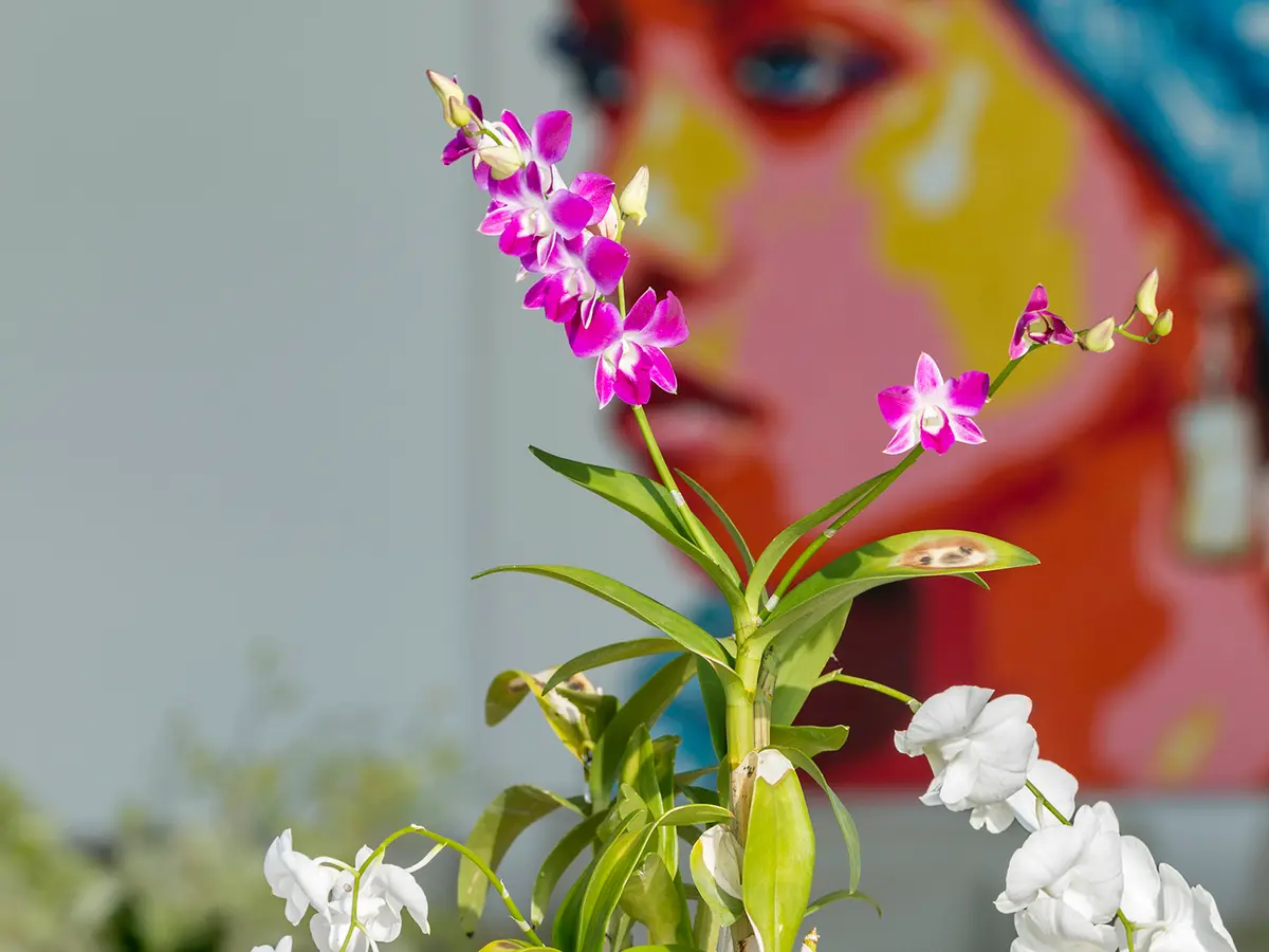 Malaiwana Penthouse - Flower decor
