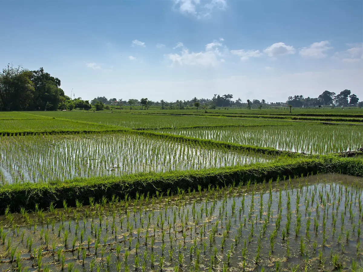 Seseh Beach Villas - Ricefield views