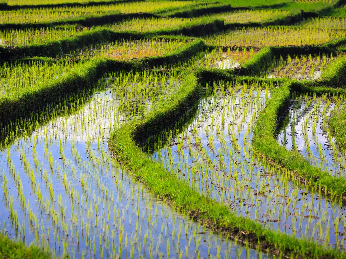 Villa Maridadi - Picturesque rice terraces