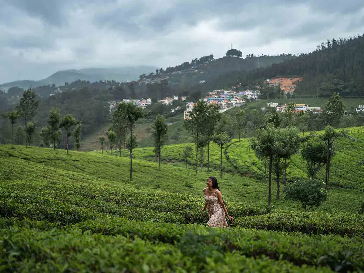 Landsdowne - Tea Plantations Area