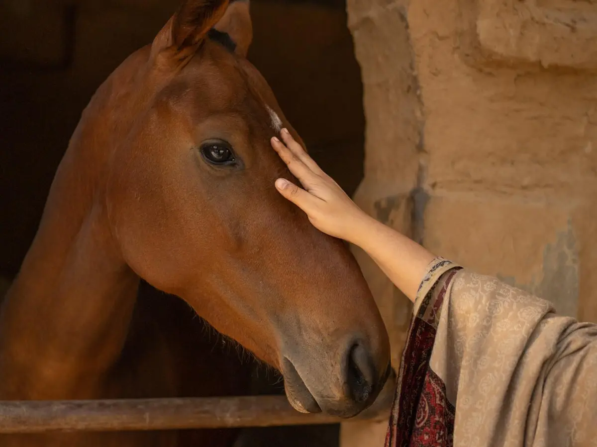 Srinivas - The Royal Residence - Horse grooming