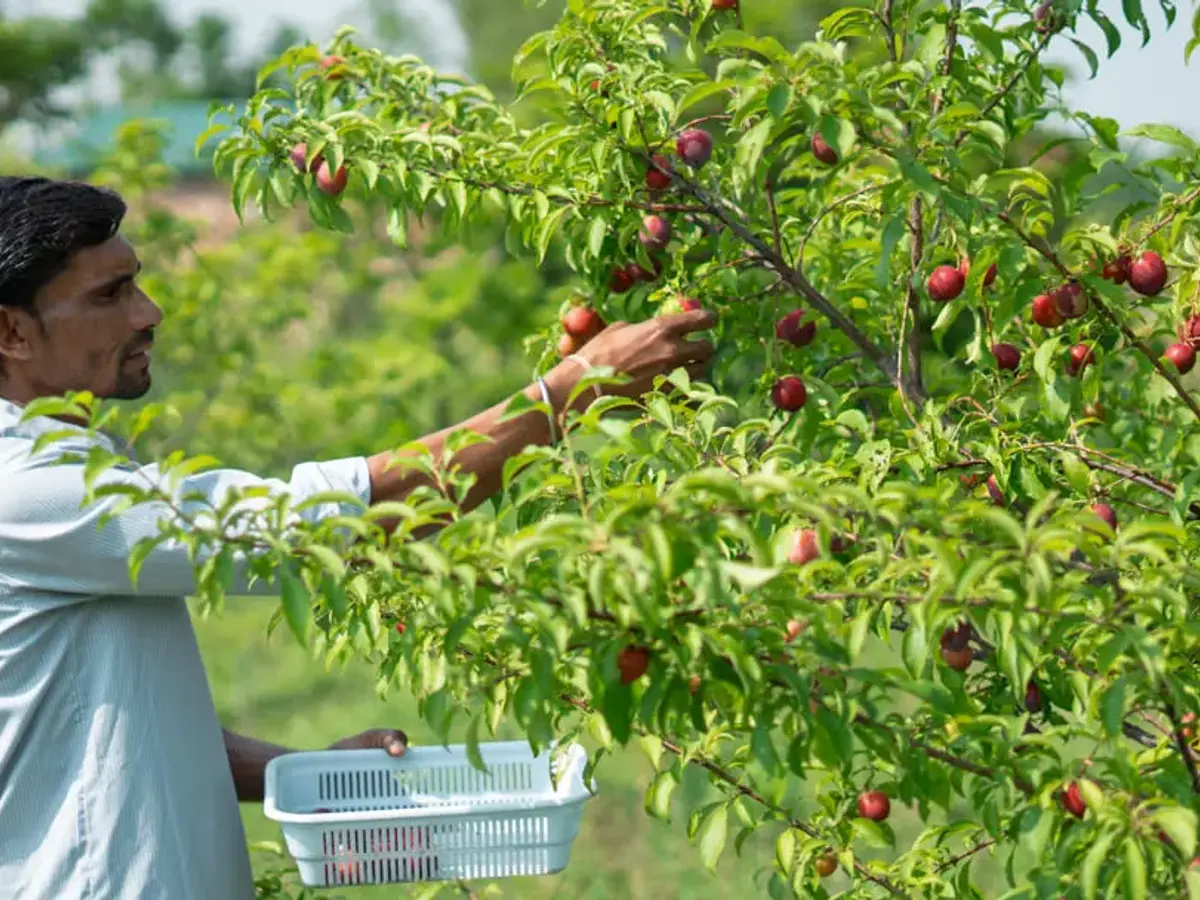 Fruit Picking | The Homestead | Jim Corbett